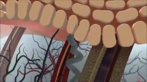 Тері аурулары