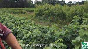 Смородина чёрная сорт Нара