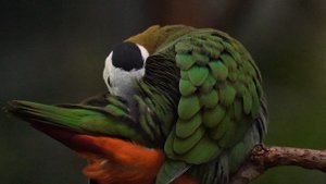 20557444-uhd_3840_2160_24fps