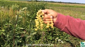 Смородина белая сорта Смольяниновская и Виксне белая