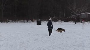 19.02.2022 г. / Большие гонки "Моя собака" / Мухамедчина Роза и Берта