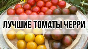 ЛУЧШИЕ ТОМАТЫ ЧЕРРИ НА СЕЗОН 2025 ГОДА. ПРОДОЛЖАЕМ ВЫБИРАТЬ.