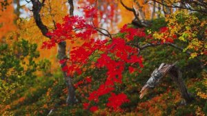 Невероятные и редкие кадры природы!...