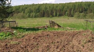 Аисты в средней полосе