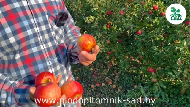 Яблоня КРАСАВИТА. Зимостойкий, урожайный сорт белорусской селекции зимнего срока созревания. смотреть онлайн