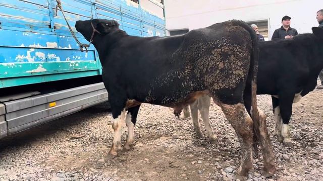 БОЛЬШИЕ БЫКИ 800 КГ🔥МОЛБОЗОР 1.11.2023 #быки #крс #сементал #кфх #cow #молбозор #герефорд ##ram