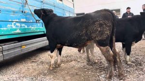 БОЛЬШИЕ БЫКИ 800 КГ🔥МОЛБОЗОР 1.11.2023 #быки #крс #сементал #кфх #cow #молбозор #герефорд ##ram