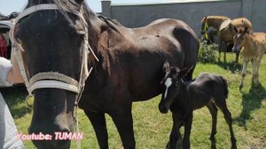 Скотный рынок Лошадей Курчалой Чечня.