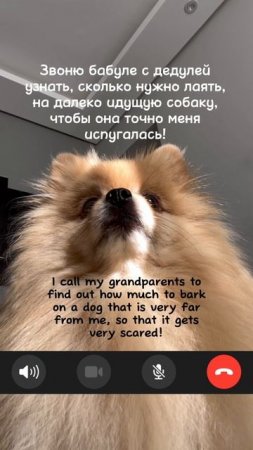 Звоню бабуле с дедулей #16