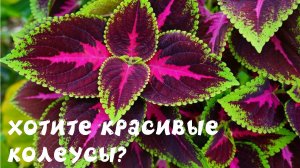 Колеус: выращивание и уход