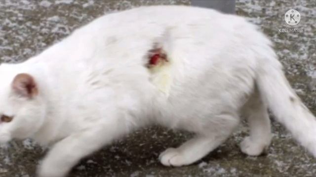 Бездомный кот единожды решил приблизиться к человеку и вот, что из этого вышло смотреть онлайн