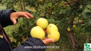 Яблоня сорт Коштеля