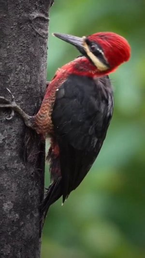 Carpintero Rojo — маленький, но трудолюбивый дятел!