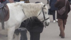 2 ЛОШАДИ И ЛЮДИ ПОПРОШАКИ У МЕТРО ОЗЕРКИ