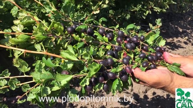 Крыжовник сорт ЧЕРНОМОР. смотреть онлайн