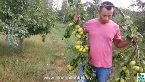 Груша сорт Чижовская.
