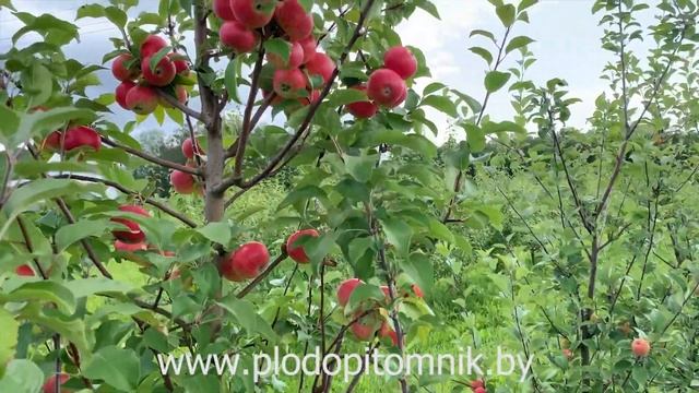 Яблоня сорт ЕЛЕНА. Самый популярный из ранних, сладких сортов яблок в Беларуси. смотреть онлайн
