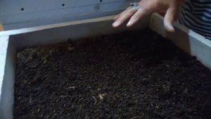 Причины гибели коконов. Почему не вышли ювенилы???