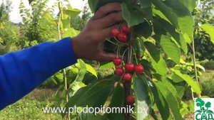 Черешня сорт Медуница