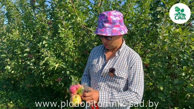 Яблоня АКСАМИТ. Позднелетний сорт для любителей СЛАДКИХ яблок. смотреть онлайн