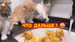 Три котенка три утенка ❣️🤗😂