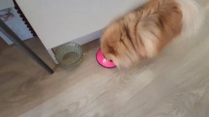 Весенний вечер шпицинки и кота!