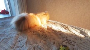 Бася Шпиц играется там, где нельзя!