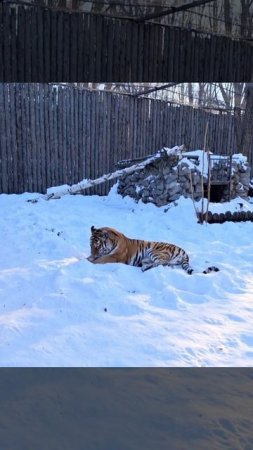 Амурская тигрица Шайни открывается миру.