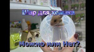 Прогулочный шар для хомяков. Можно или нет? Правила эксплуатации.