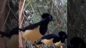 Плюшевоголовая разноцветная сойка Cyanocorax chrysops