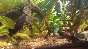 аквариум 70 литров