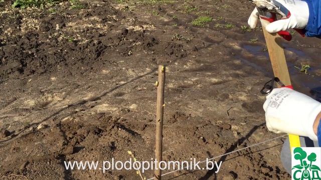 Весенняя обрезка черешни, вишни однолетней. Формирование деревьев в виде кустарников.
