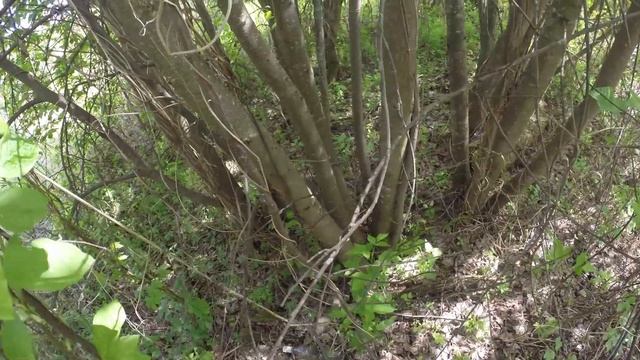 ОБНОВИЛИ СОЛОНЦЫ ЗАВЕЗЛИ СОЛЬ ДОБРАЛИСЬ ДО СЕКРЕТНОГО ОЗЕРА В ГЛУХОЙ ТАЙГЕ ЛЕТО НАЧАЛОСЬ!