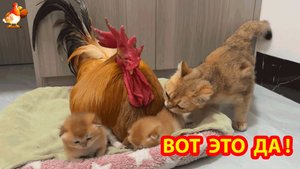 Старый Петух навестил Котят и поел у вредного Кота ❣️🤗😂