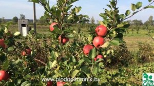 Яблоня сорт Теремок