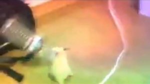 хомяк танцует с бутылкой