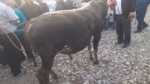БУКАИ 465 КГ ЖИВОЙ ВЕС 32.5 С МОЛБОЗОРИ АШТ