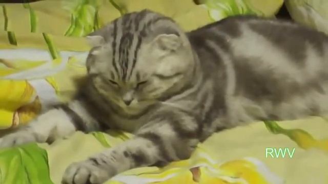 ЛЯГУШАТНИКИ АТАКУЮТ Первая волна смотреть онлайн