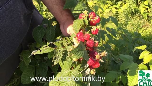 Малина ремонтантная сорт Бабье лето 2 смотреть онлайн