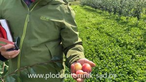 Слива ФАВОРИТО ДЕЛЬ СУЛТАНО. Очень урожайный и скороплодный сорт с яркими розовыми плодами.