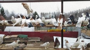 24.01.2025г   Голуби Александра ч. 2