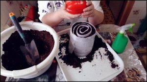 ФЕВРАЛЬ! СЕЕМ ПЕРЕЦ В (УЛИТКУ).