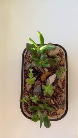 Маленький садик суккулентов