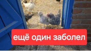 100//Купили старый дом в станице. Ещё один Заболел курёнок.Дождались потолков.