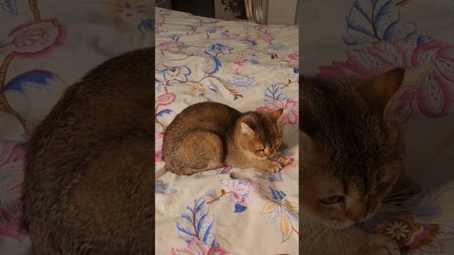 #котова#котя#kitten#веселыйкот#британец#шотландец#видыкошек#вислоухий#шотландскаявислоухая#cat