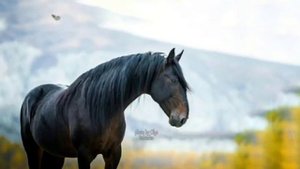 Карачаевская порода лошадей #балкарцы #балкарцы #кавказ #карачаевская_порода_лошадей#кумыки #