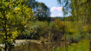 Железня Заокский район Тульской области 90