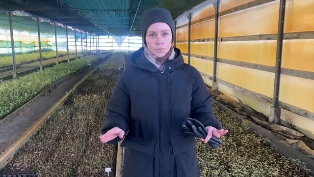 Зимовка саженцев голубики в питомнике | Лаборатория и питомник Ягодная долина
