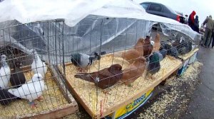 Сельскохозяйственная Ярмарка-Выставка Г.Орёл 06.04.2024