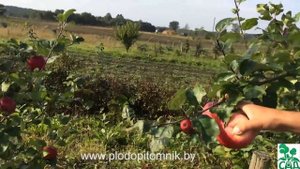 Яблоня сорт Рубин венгерский